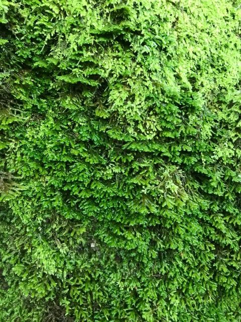 Beautiful moss